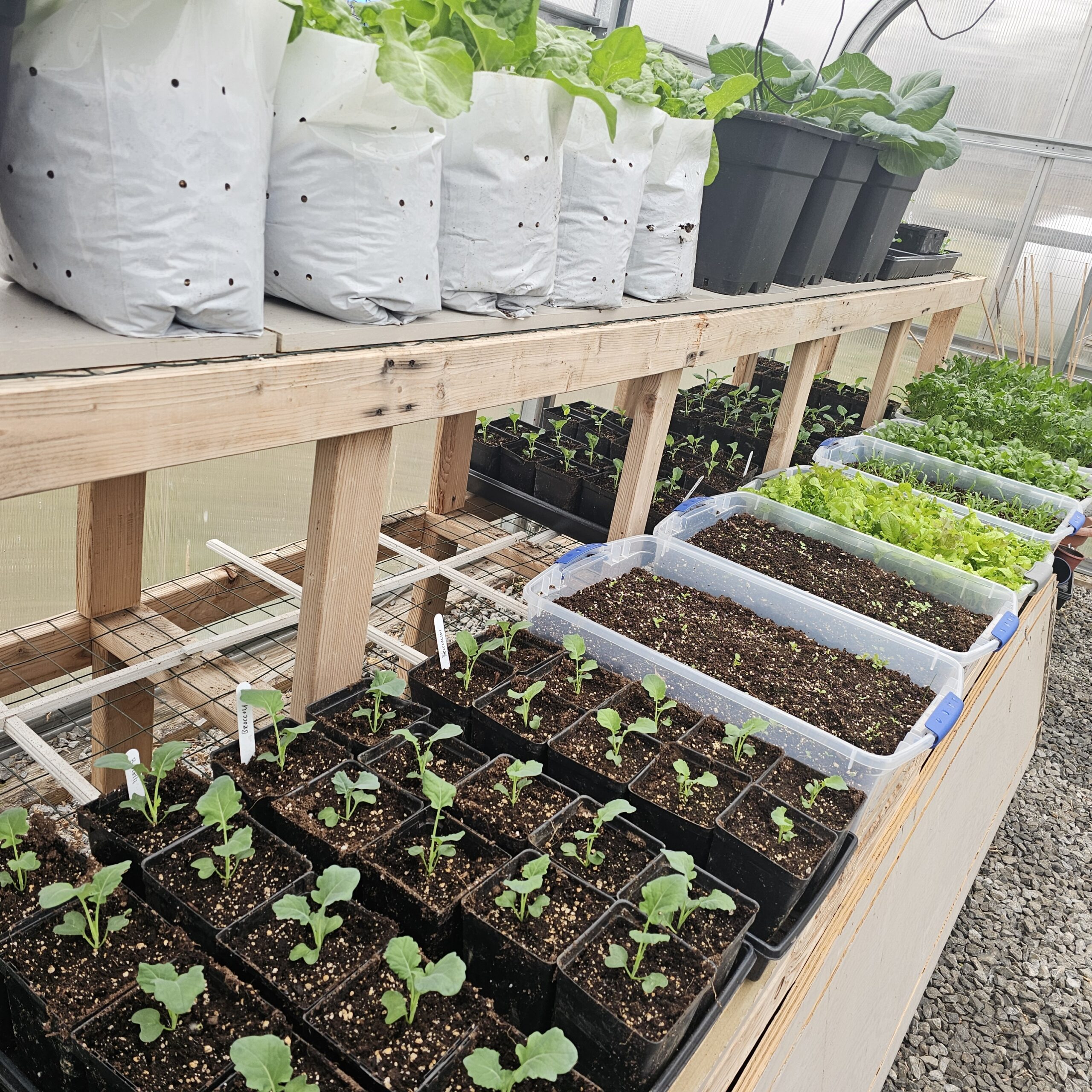 The Seeds of Spring