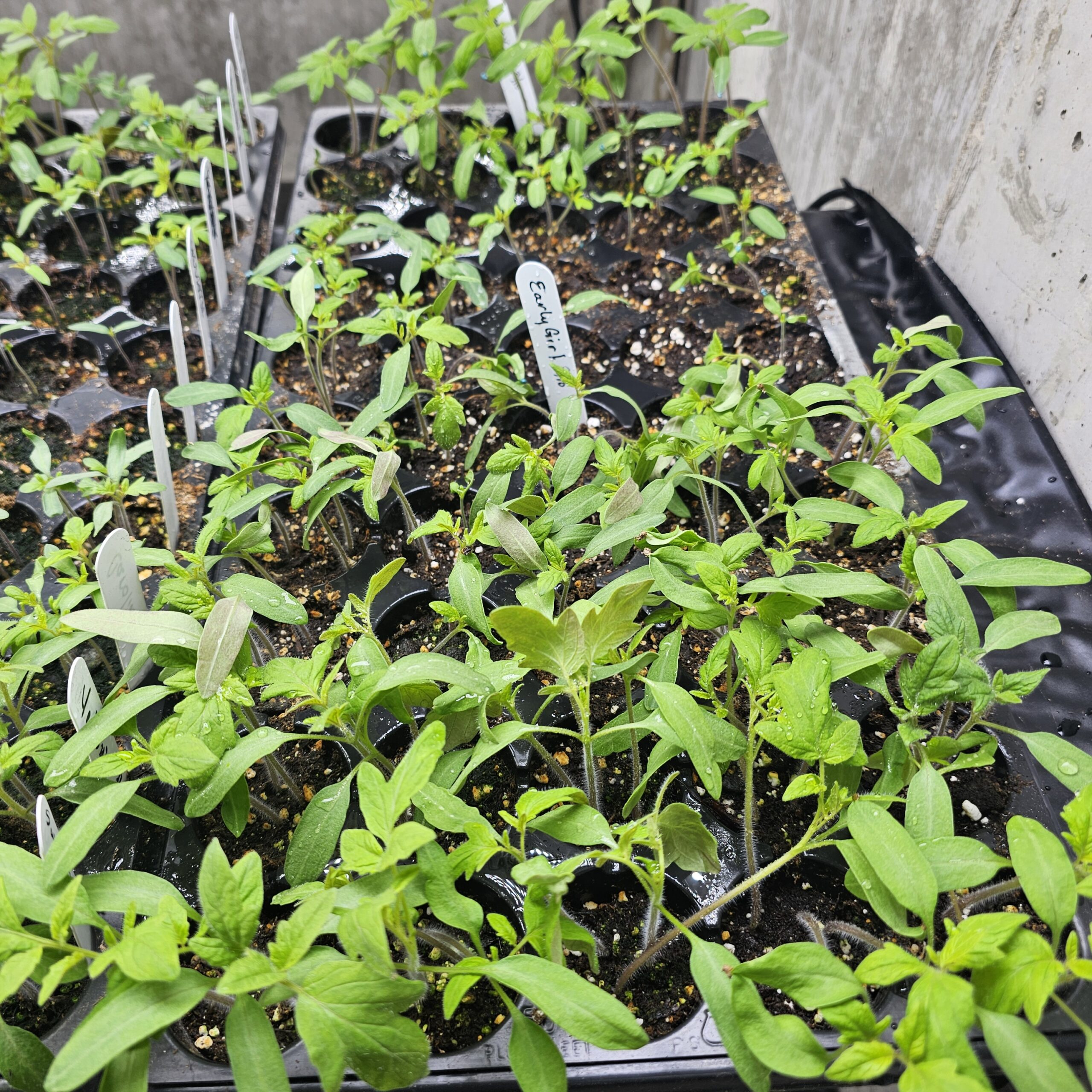 Early April