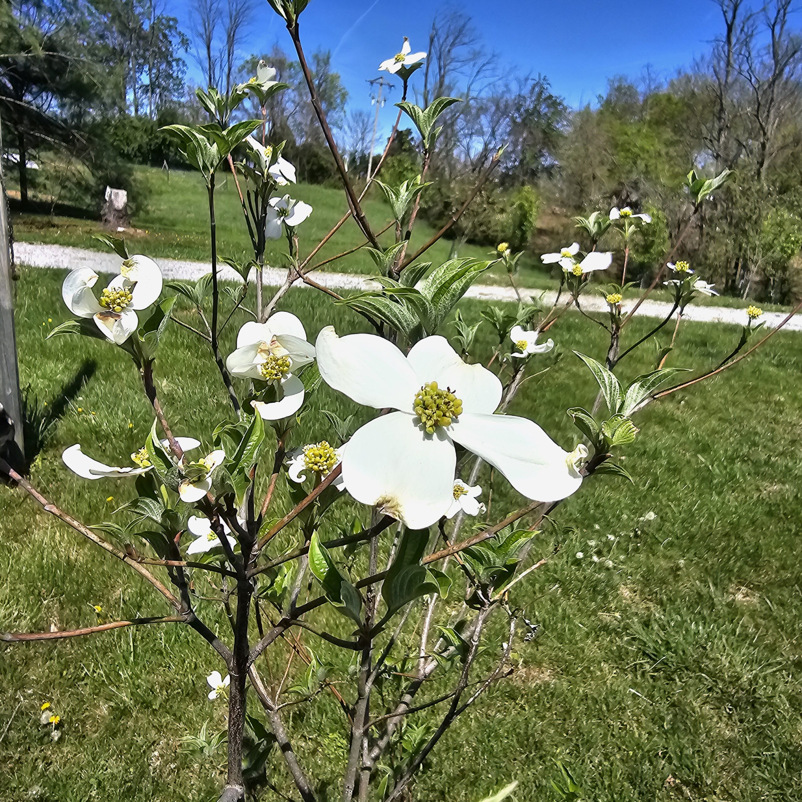 Season of Emergence